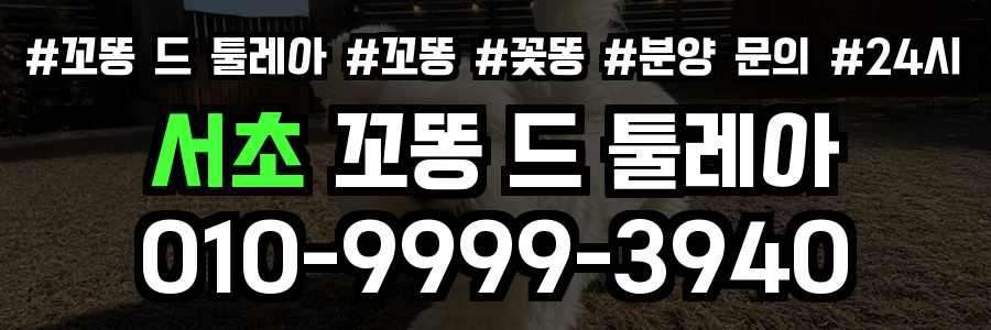 서초 꼬똥드툴레아 분양