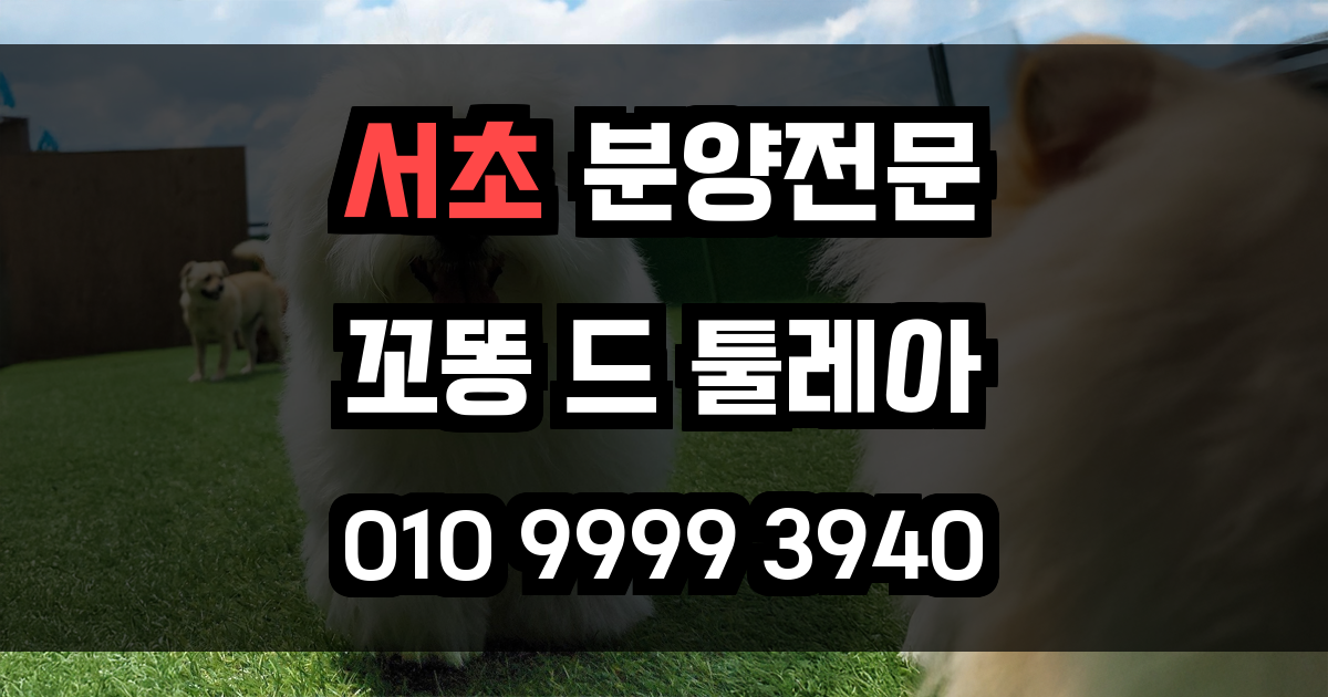 서초 꼬똥드툴레아 분양