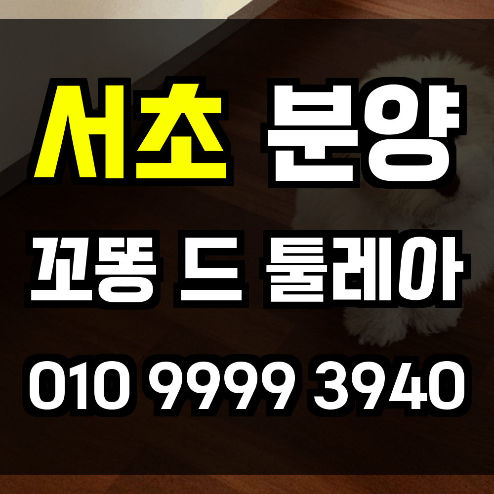 서초 꼬똥드툴레아 분양