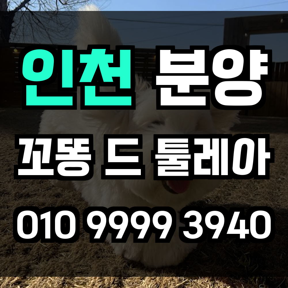인천 꼬똥드툴레아 분양