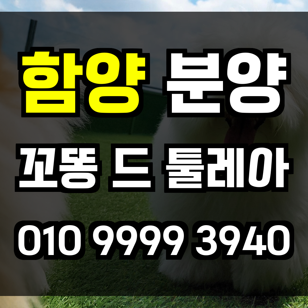 함양 꼬동드툴레아 분양 꼬똥드툴레아 분양가 사랑과 신뢰를 품은 반려견을 함양에서
