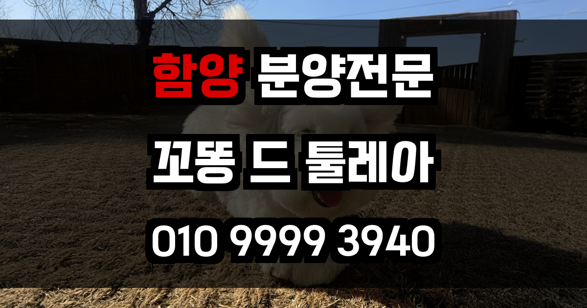 함양 꼬똥드툴레아 분양