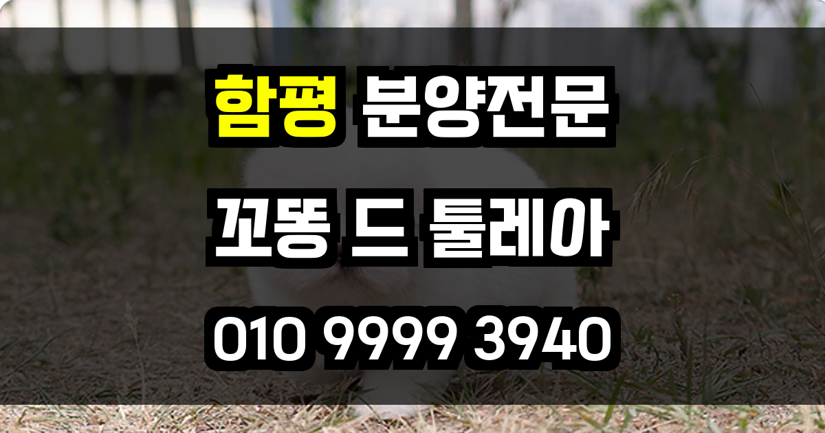 함평 꼬똥드툴레아 분양