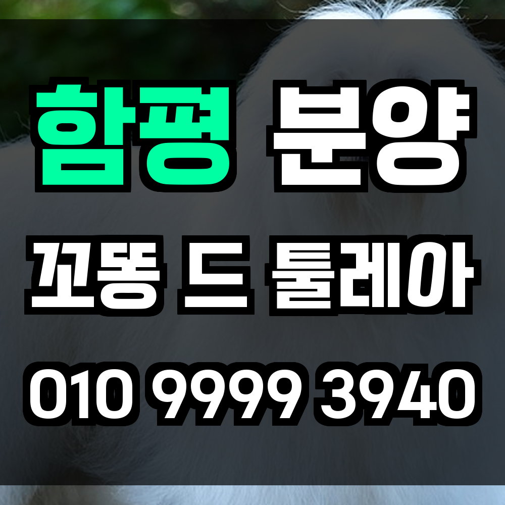 함평 꼬동드툴레아 분양 꼬똥드툴레아 분양가 사랑으로 연결되는 특별한 반려견 분양