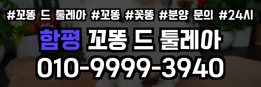 함평 꼬똥드툴레아 분양