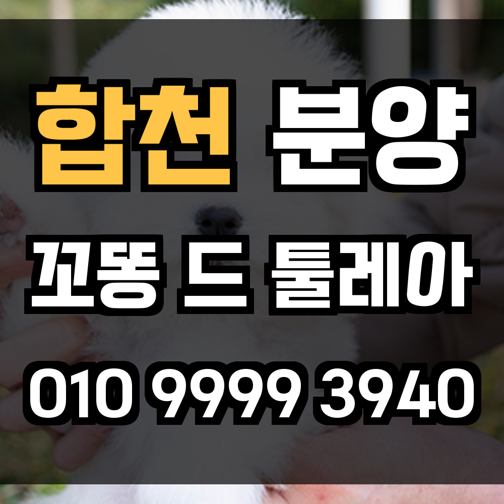 합천 꼬동드툴레아 분양 꼬똥드툴레아 분양가 가족 같은 반려견을 합천에서 만나보세요