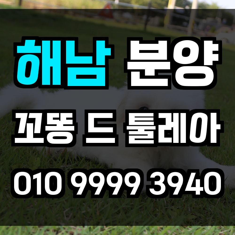 해남 꼬동드툴레아 분양 꼬똥드툴레아 분양가 해남에서 만나는 사랑 많은 반려견