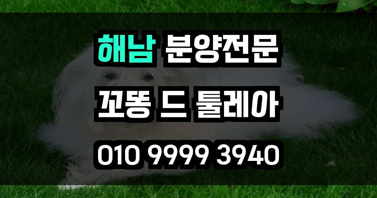 해남 꼬똥드툴레아 분양