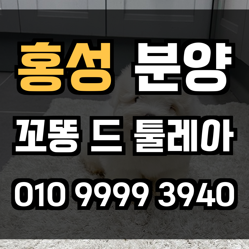 홍성 꼬동드툴레아 분양 꼬똥드툴레아 분양가 실내 반려견으로 꼬똥드툴레아를 홍성에서 만나세요