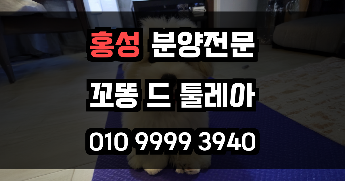 홍성 꼬똥드툴레아 분양