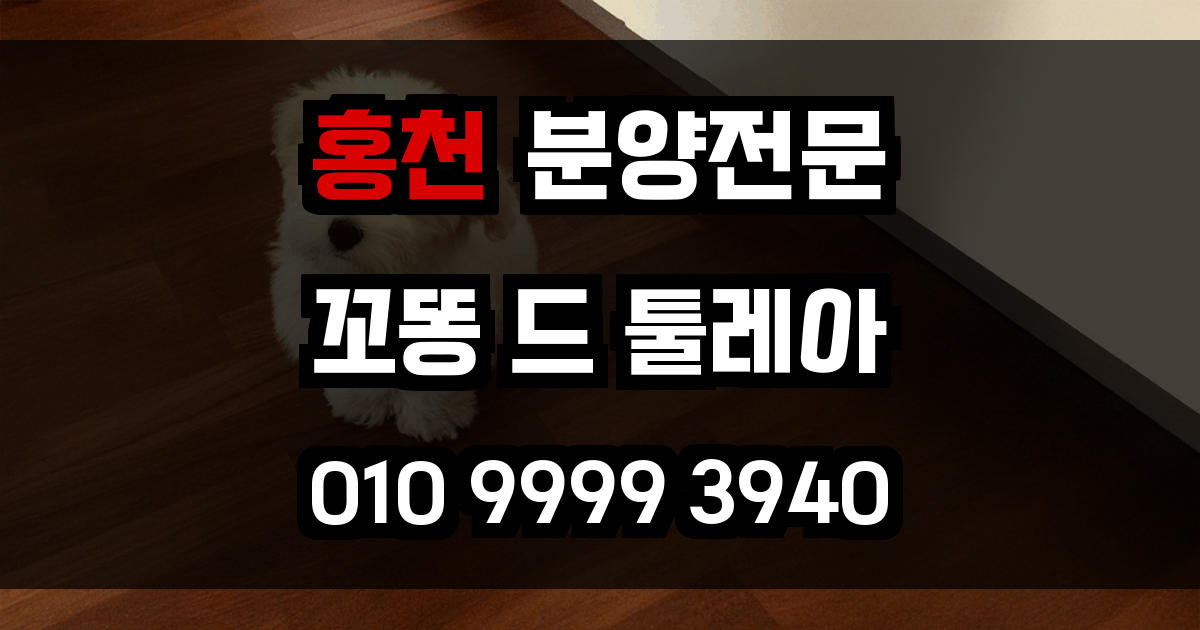 홍천 꼬똥드툴레아 분양