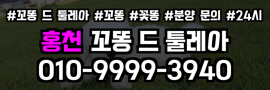 홍천 꼬똥드툴레아 분양