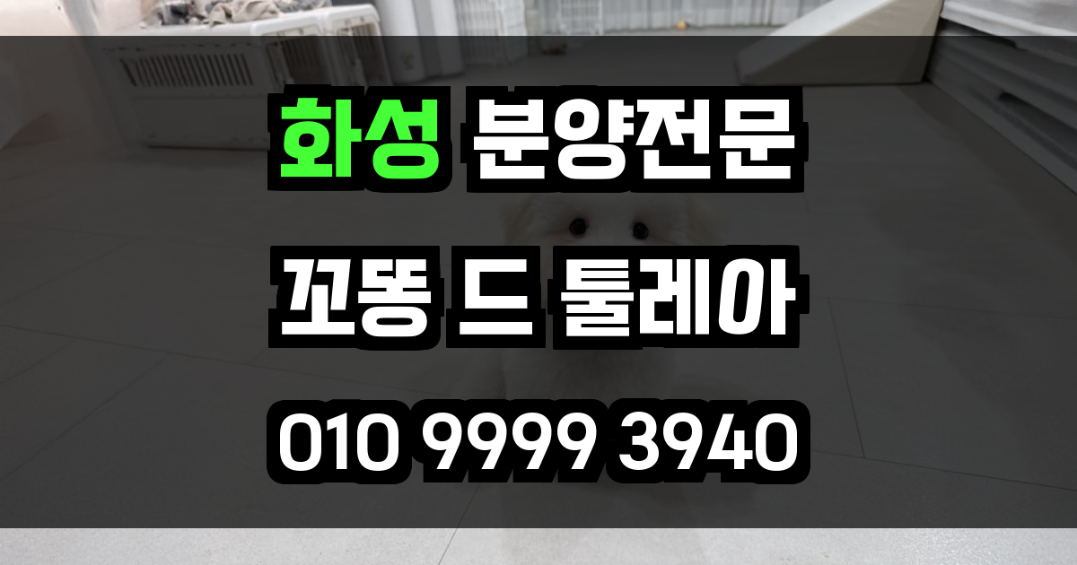 화성 꼬똥드툴레아 분양