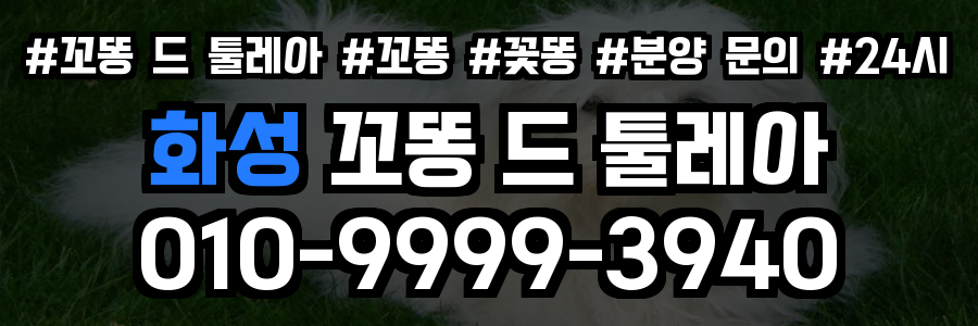 화성 꼬똥드툴레아 분양