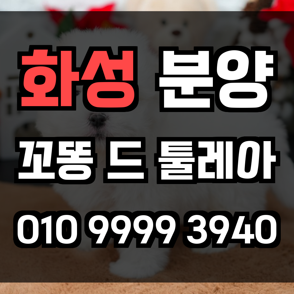 화성 꼬동드툴레아 분양 꼬똥드툴레아 분양가 실내 생활에 최적화된 소형견을 화성에서 만나세요