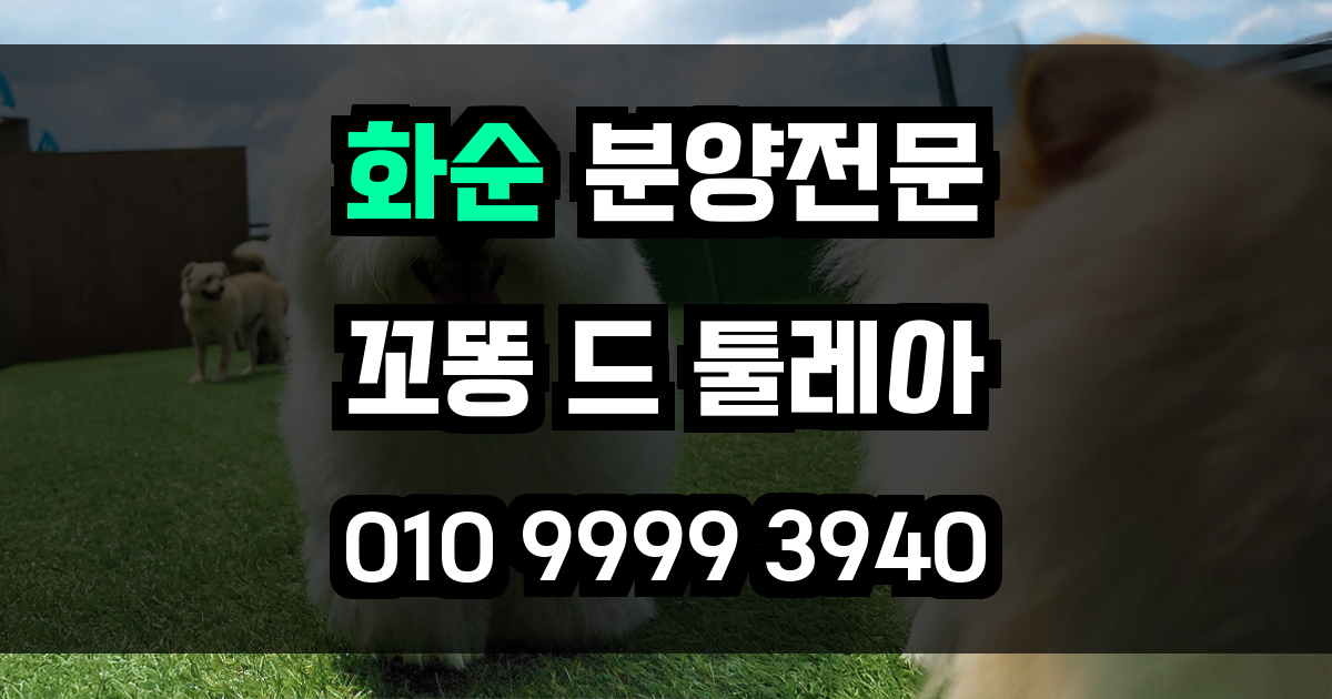화순 꼬똥드툴레아 분양