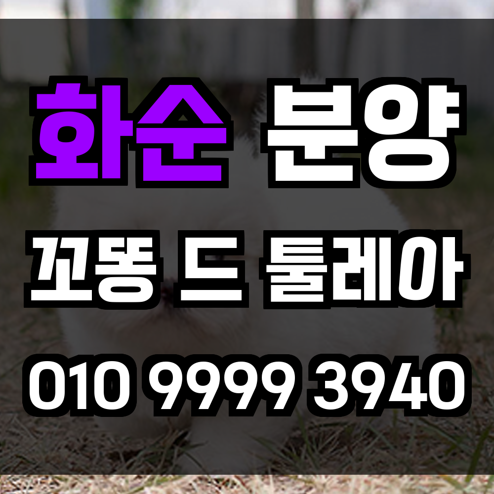 화순 꼬똥드툴레아 분양