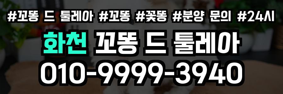 화천 꼬똥드툴레아 분양