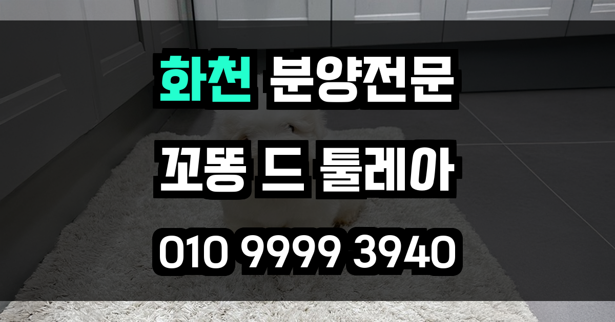 화천 꼬똥드툴레아 분양