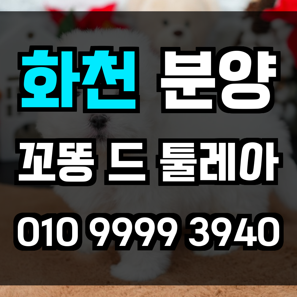 화천 꼬동드툴레아 분양 꼬똥드툴레아 분양가 사랑과 신뢰를 주는 반려견을 화천에서 만나세요