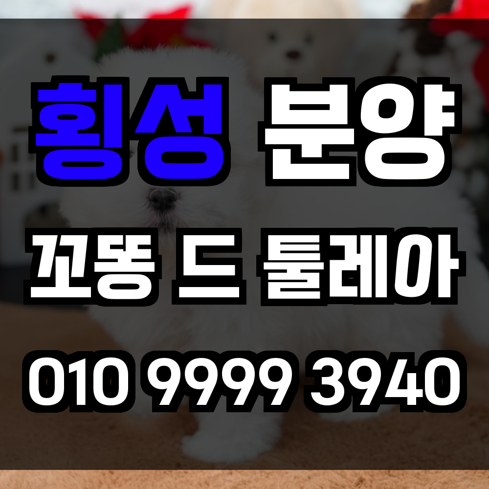 횡성 꼬동드툴레아 분양 꼬똥드툴레아 분양가 온가족이 사랑할 반려견을 횡성에서 만나세요