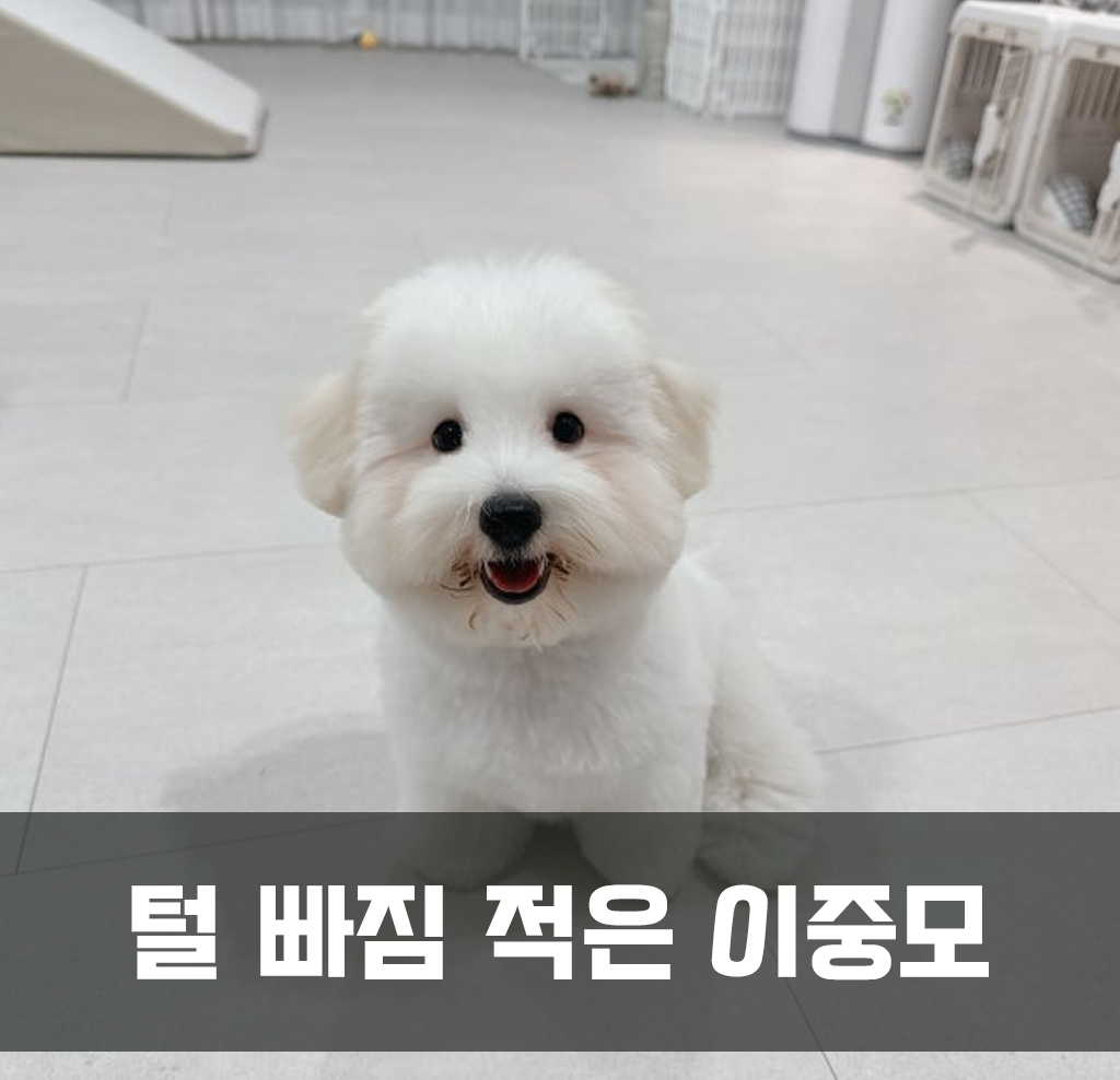 털 빠짐 적음