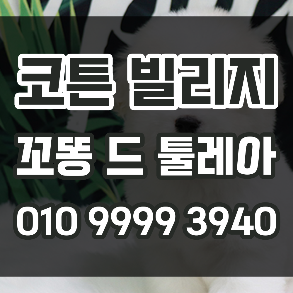 꽃동드툴레아 분양