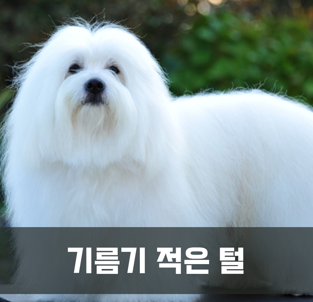 기름기 적은 털