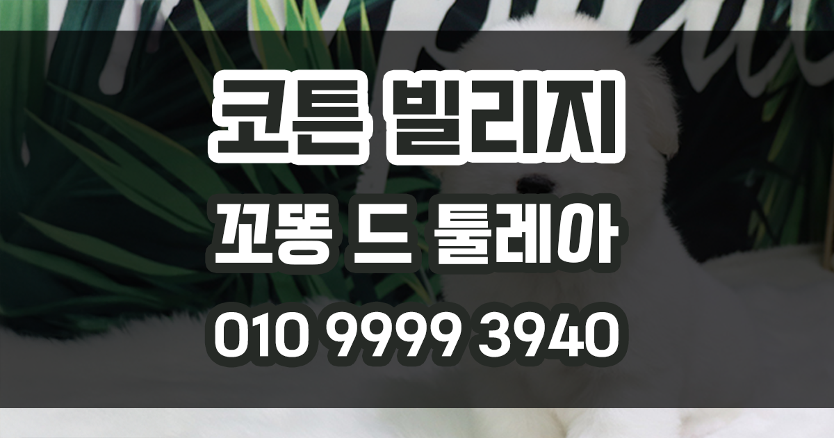 꼬똥드툴레아 분양