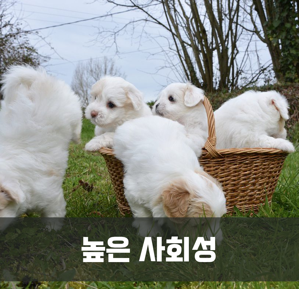 높은 사회성