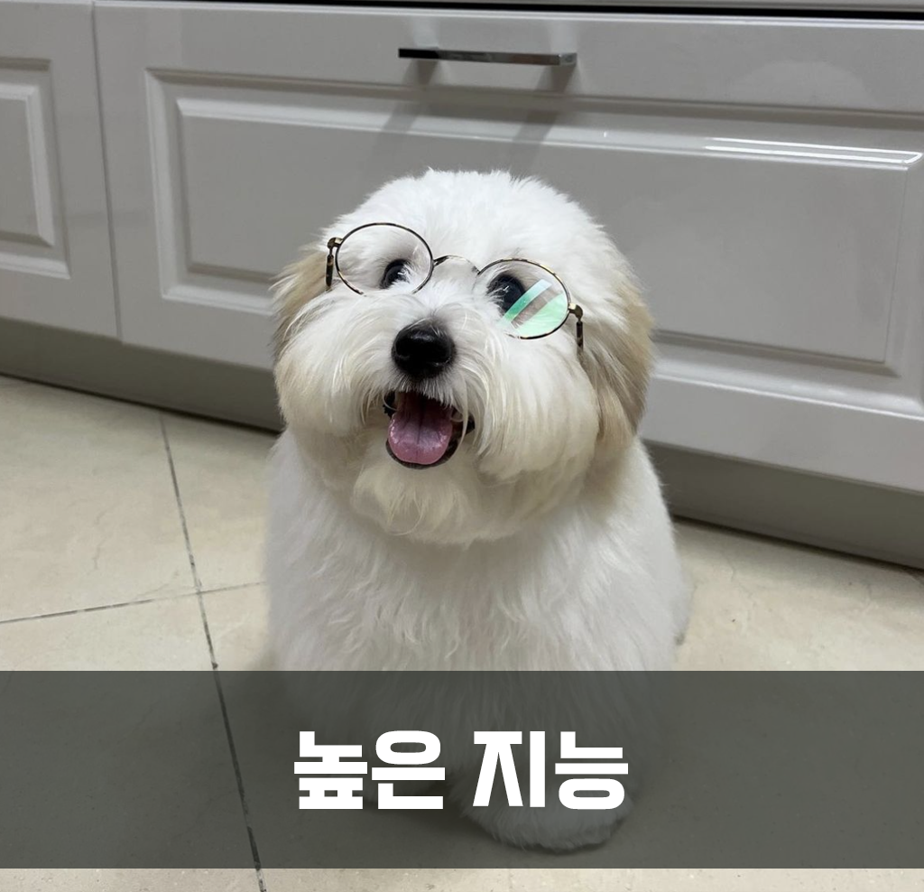 높은 지능